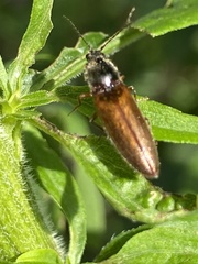 Hemicrepidius decoloratus