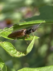 Hemicrepidius decoloratus