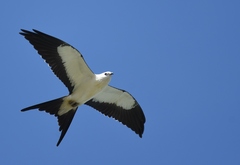 Swallow-Tailed Kite photo 3