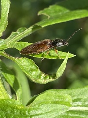 Hemicrepidius decoloratus