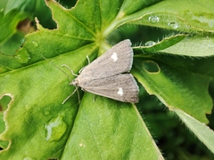 Udea alpinalis