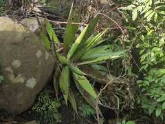 Agave obscura
