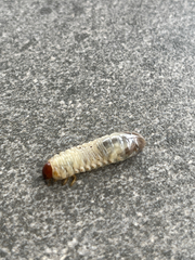 Pericoptus