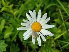 Udea alpinalis