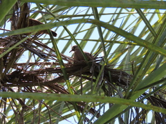 Columbina talpacoti caucae