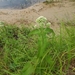 photo of Common Boneset (Eupatorium perfoliatum)