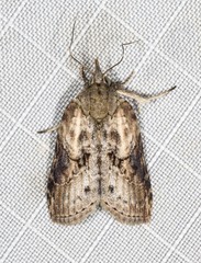 Nycteola indica