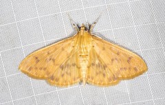 Patania balteata