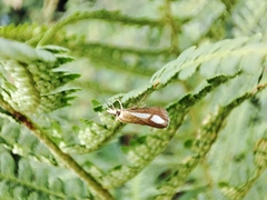 Catoptria conchella