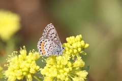 Euphilotes battoides