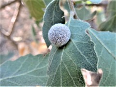 Cynips multipunctata