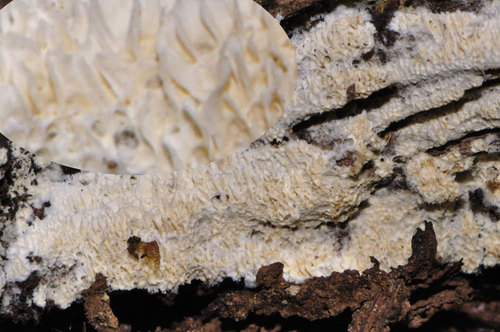 Representative image of Byssomerulius hirtellus