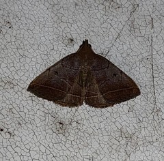 Zanclognatha obscuripennis