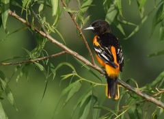 Baltimore Oriole photo 2
