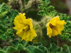 Solanum fructu-tecto