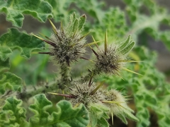 Solanum fructu-tecto