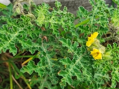 Solanum fructu-tecto