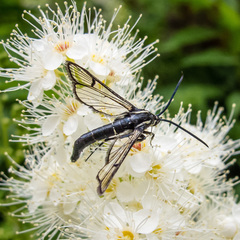 Synanthedon pictipes