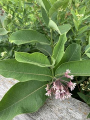 Asclepias syriaca