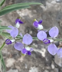 Hebecarpa barbeyana