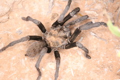 Aphonopelma armada