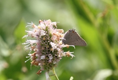Satyrium californica
