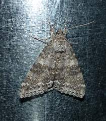 Catocala semirelicta