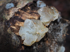Exidia novozealandica