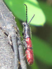 Ancylocera bicolor