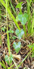 Dioscorea mundii