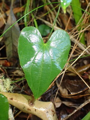 Dioscorea mundii