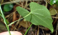 Dioscorea mundii