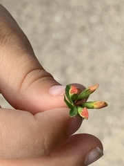 Hypericum ellipticum