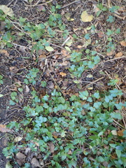 Geranium ornithopodon