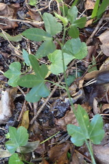 Geranium ornithopodon