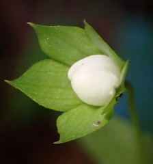 Geranium ornithopodon