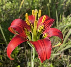 Lilium catesbaei image