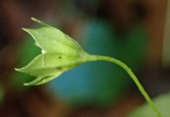 Geranium ornithopodon