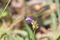 Penstemon humilis