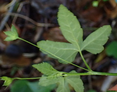 Geranium ornithopodon