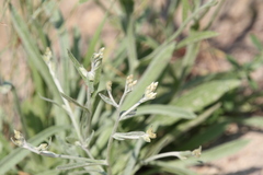 Pseudognaphalium thermale