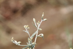 Pseudognaphalium thermale