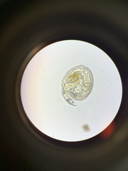 Chydorus