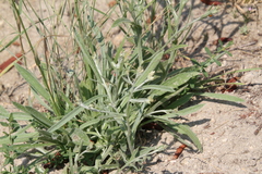 Pseudognaphalium thermale