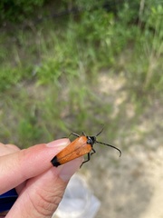 Stenelytrana emarginata