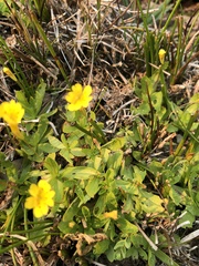 Erythranthe primuloides