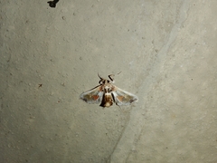 Leucinodes orbonalis