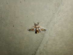 Leucinodes orbonalis