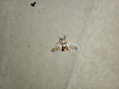 Leucinodes orbonalis