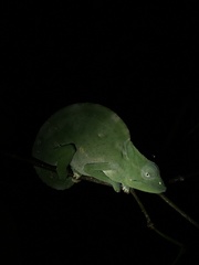 Trioceros deremensis